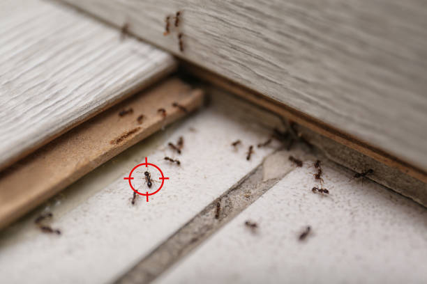 Best Exterminator Services  in Le Sueur, MN