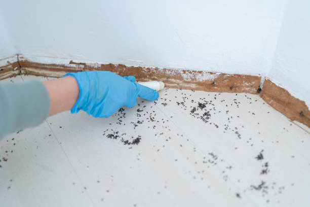 Best Ant Control Services  in Le Sueur, MN